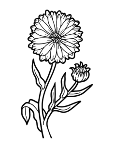 Flower Botanical Calendula Coloring Pages Pdf, Free Vectors File